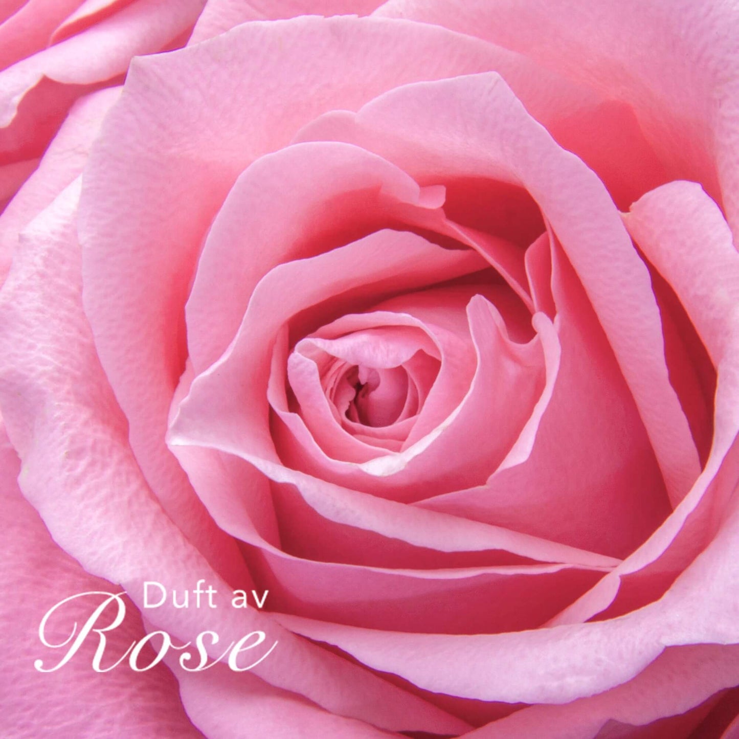 Rosa rose med teksten Duft av Rose