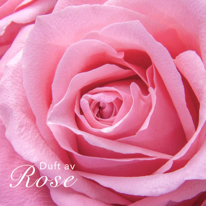 Rosa rose med teksten Duft av Rose
