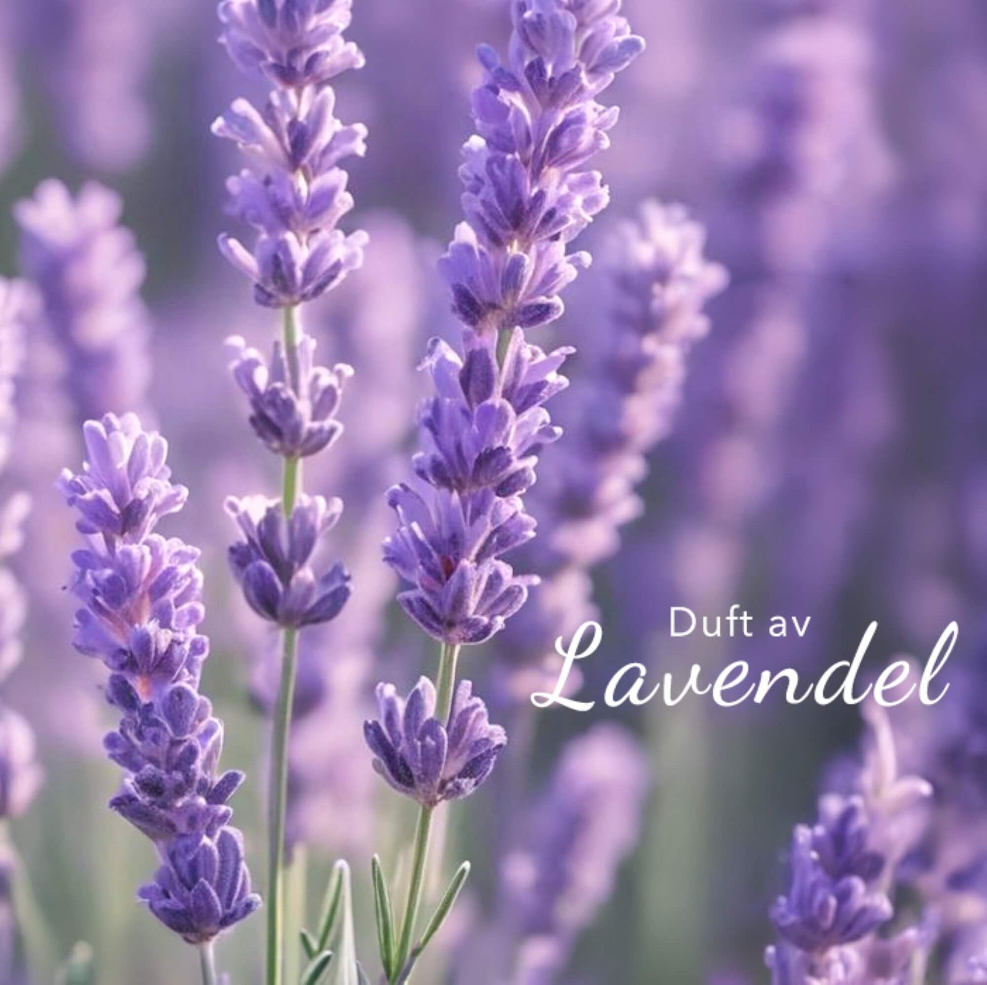 Lilla lavendelblomster med teksten Duft av Lavendel
